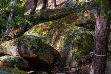 Forest trees and stones. Nature green wood. Travel concept. High quality photo.