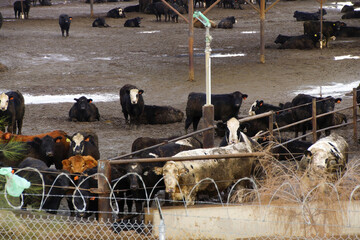 cows crowded in a muddy feedlot