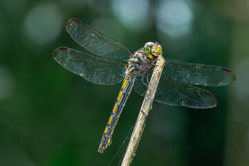  Dragonfly perched on a tree branch and nature background.