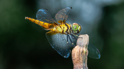  Dragonfly perched on a tree branch and nature background.