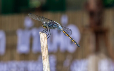  Dragonfly perched on a tree branch and nature background.