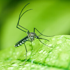 Mosquito on green leaf with raindrops.