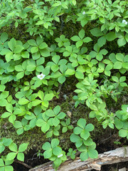 Forest floor plants
