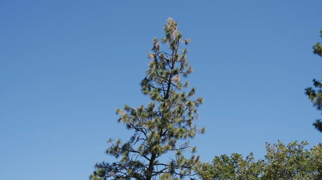 Tree Felling Cutting and Falling Logging