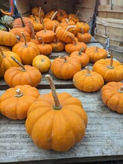 pumpkins on a farm