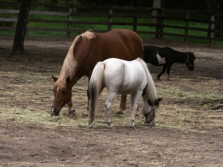 Fototapeta premium 北海道の放牧地
