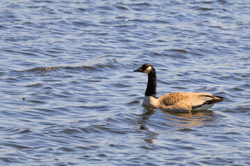 country goose swimming