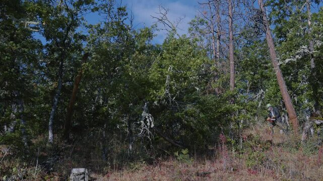 Tree Felling Cutting and Falling Logging