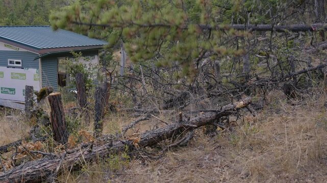 Tree Felling Cutting and Falling Logging