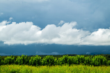 Beautiful cosmos flowers blooming in garden with white clouds.