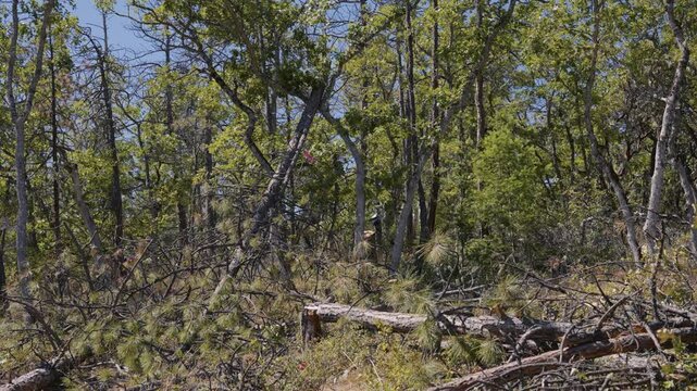 Tree Felling Cutting and Falling Logging