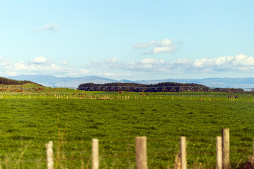 Expansive Green Farmland with Irrigation System and Mountain Views