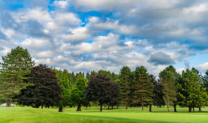 Forest environment. Green nature. Tree growing in park. Nature landscape. Landscape with forest or park in summer. Evergreen nature. Meadow in wood forest. Forest in summer nature. Forestry