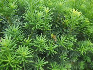 Natural background of Taxus tree branch with fresh green needles