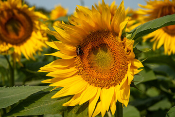 Fototapeta premium sunflower with bee