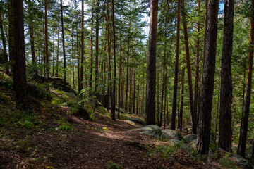 Forest trees. Nature green wood sunlight backgrounds. Travel concept. High quality photo.