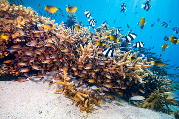 Scuba diving with coral reef fish schooling above healthy coral reef in the south Pacific