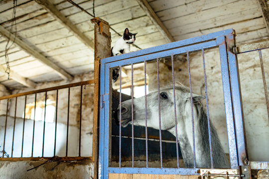 
cat and horse in the stable