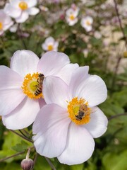 Bees on pink and white flower