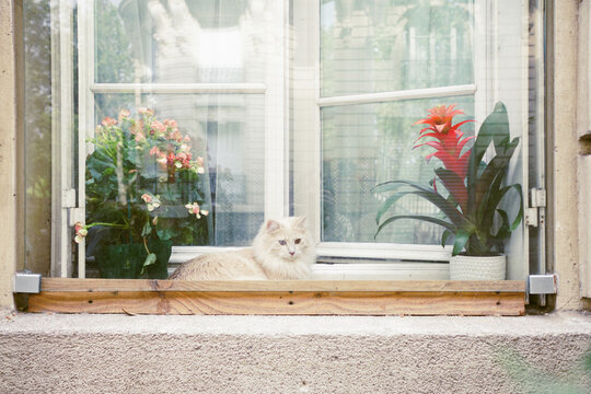 A white cat on a windowsill in Paris street