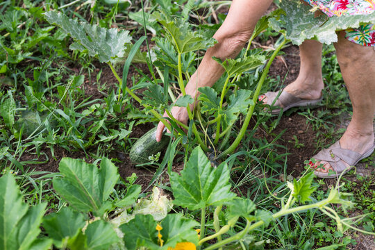 Woman Harvesting Zucchini