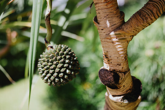Close-Up of Pandanus Fruit and Trunk