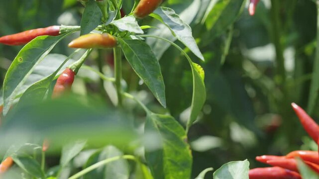 Red chili pepper plant growing in the field.