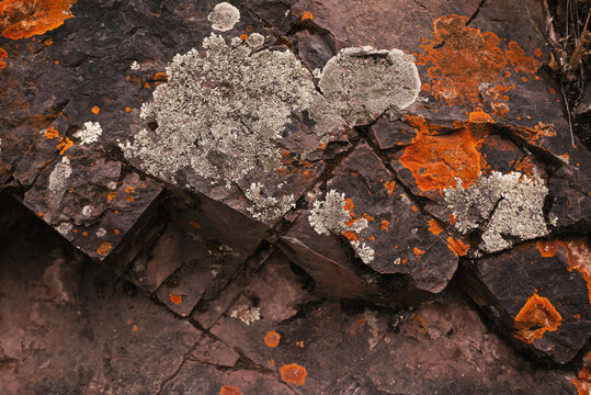 Lichen on Rocky Surface
