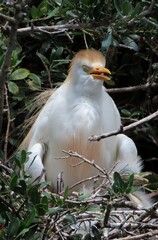Cattle egret in the nest in Florida wild, closeup