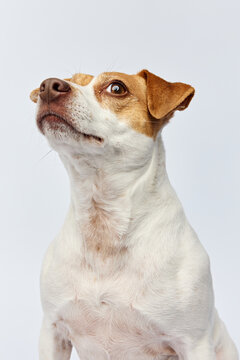 small danish dog side eye the camera