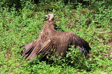 Brown american vulture in Florida wild, closeup