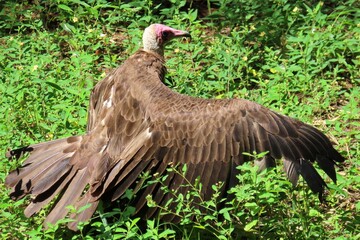 Brown american vulture in Florida wild, closeup