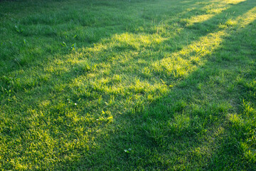 Green grass in garden and golden hour evening sunlight in summer night