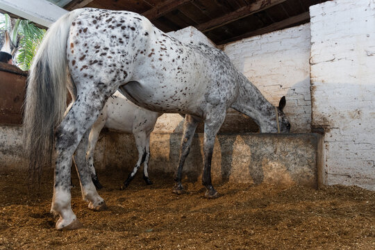 A spotted white mare and her foal in the stable.