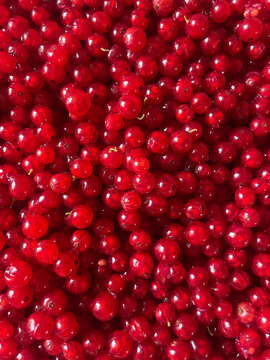 Pile of Fresh Red Currants
