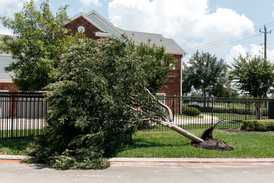 Uprooted Tree with Exposed Roots After Hurricane