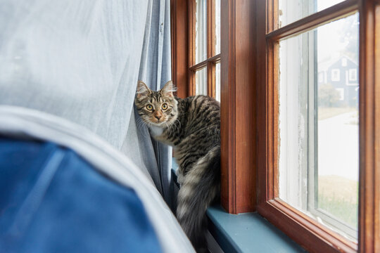 Cute cat hanging out near window