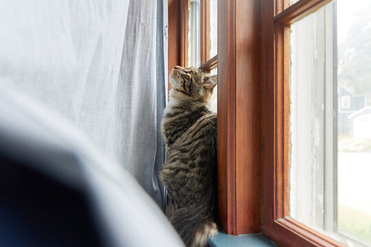 Cute cat hanging out near window