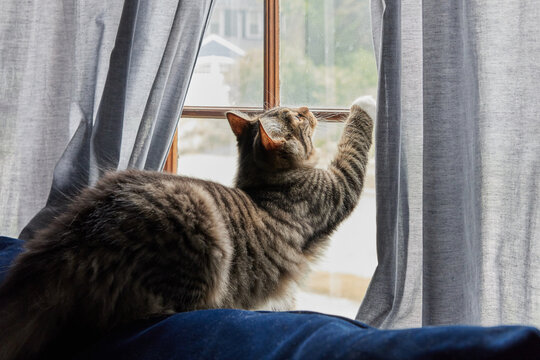 Cute cat hanging out near window