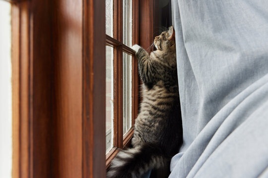 Cute cat hanging out near window