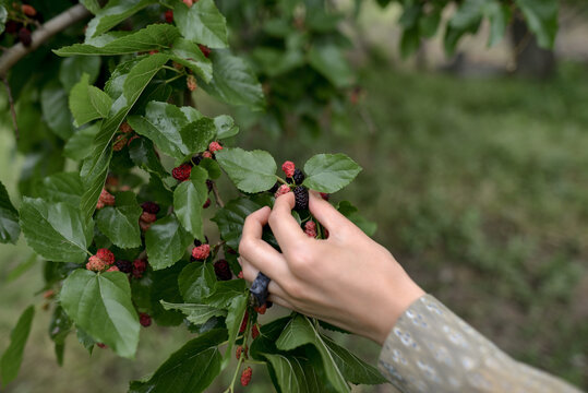 woman's hand picks a mulberry