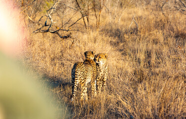 Young male cheetah greeting his mother