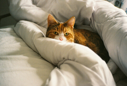 A ginger and white can peeping out from a pile of bedding. |film scan.