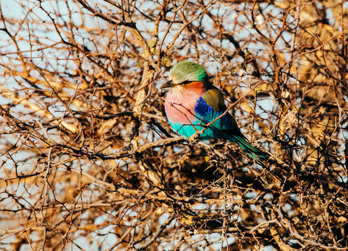 Lilac Breasted Roller bird.