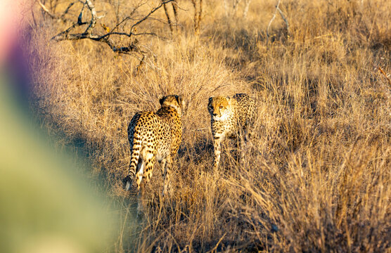2 cheetahs meeting