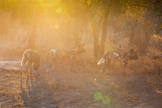 A pack of African hunting dogs cauht in golden evening light.