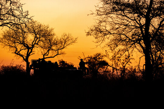 South African bush sunset and the silhouette of a safari vehicle. 