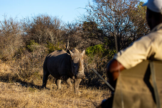 Fototapeta White Rhino approaching safari vehicle with an anonymous tracker