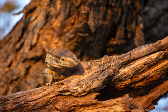 Rock Monitor lizard in a tree in early evening light in South Africa