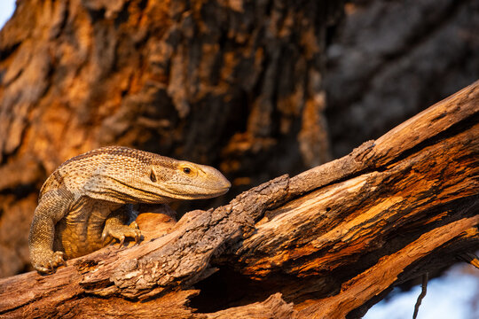Rock Monitor lizard in a tree in early evening light